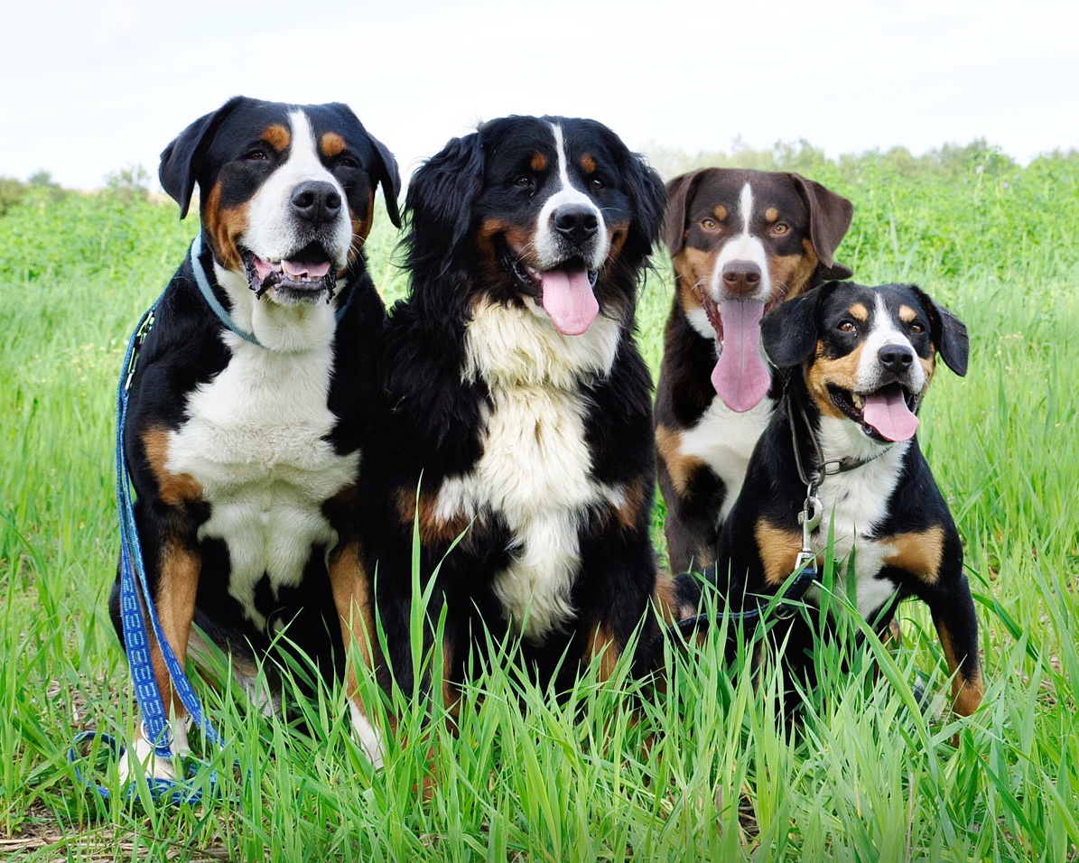 Sennehund