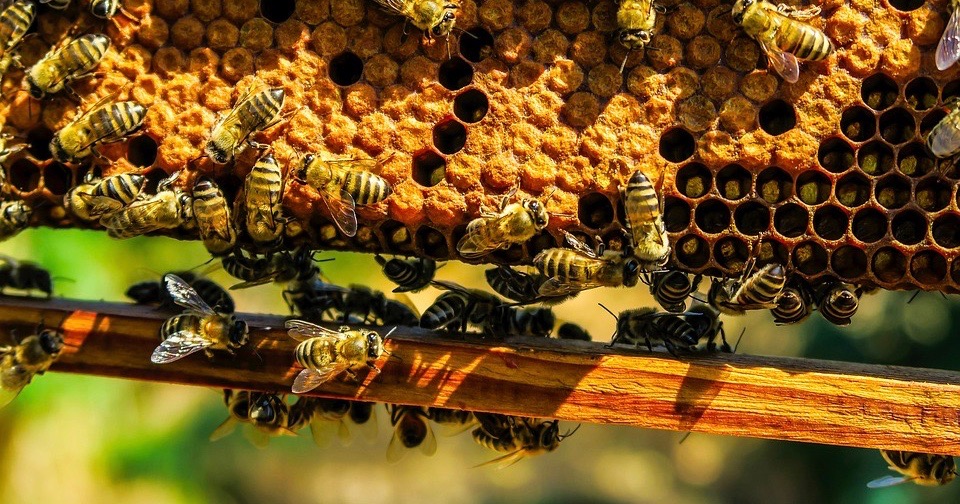 We'll see who brings in more honey