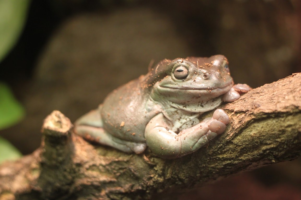 Ribbit