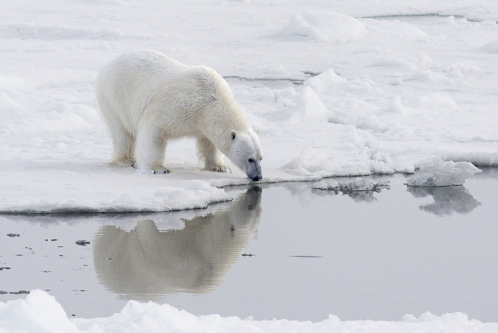 Polar